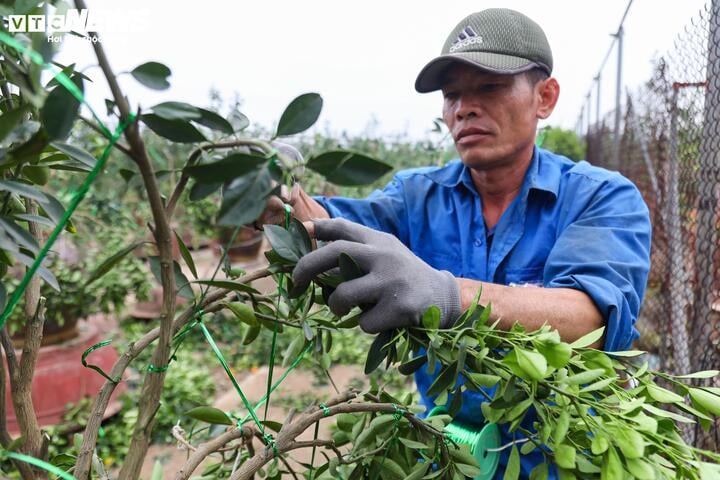 Làng Tứ Liên lại bận rộn với quất héo sau Tết - Ảnh 4