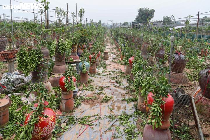 Làng Tứ Liên lại bận rộn với quất héo sau Tết - Ảnh 1