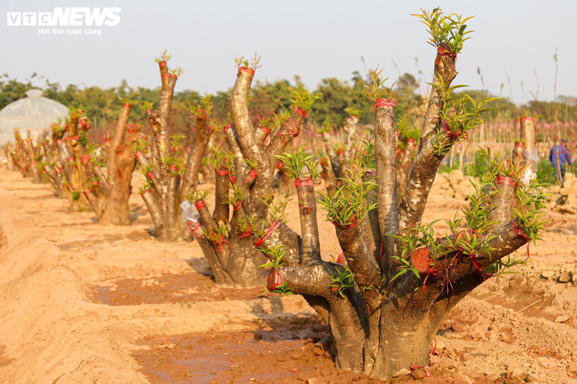 Đào Nhật Tân từ phố về vườn, chờ 'hồi sinh' cho Tết năm sau - Ảnh 3