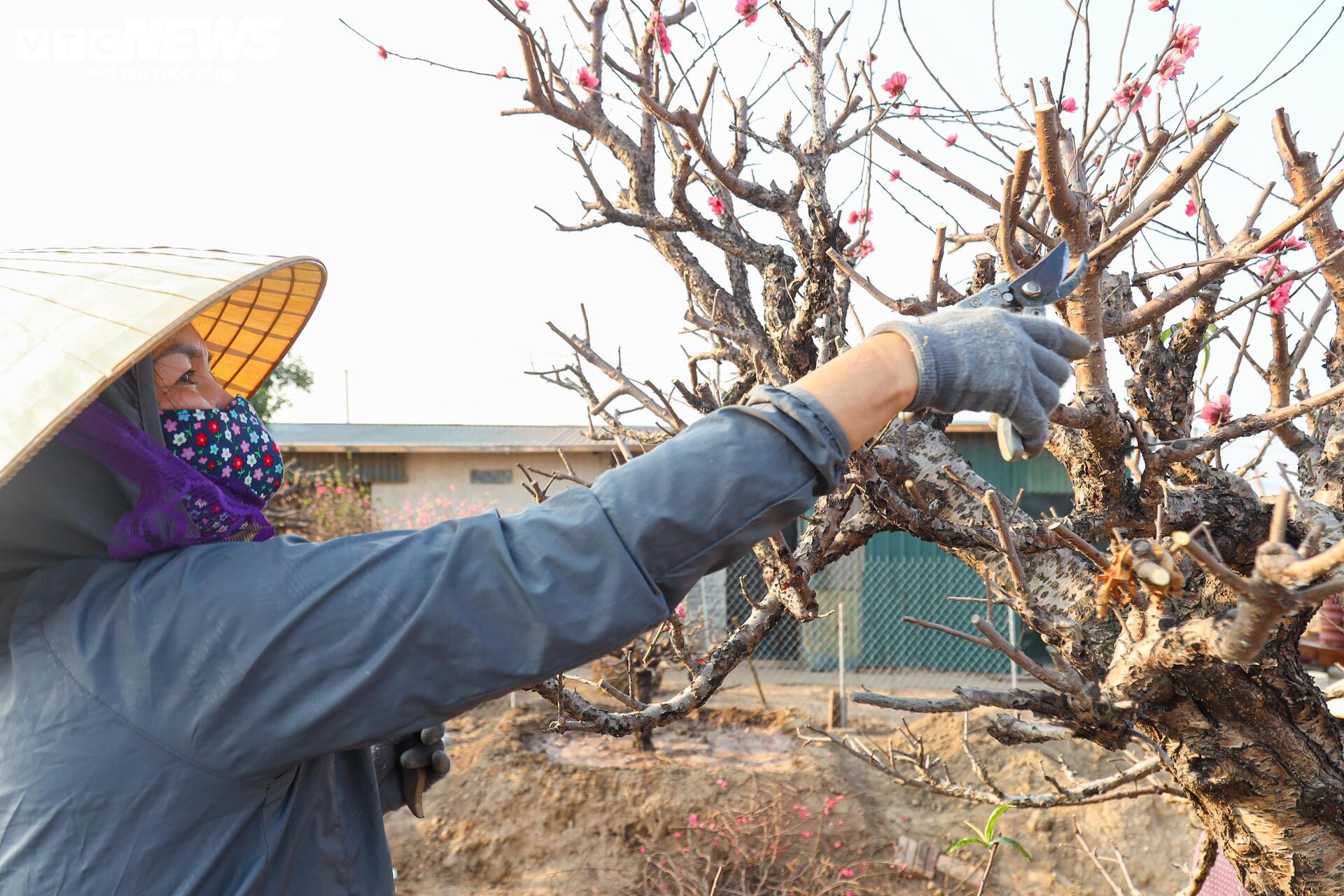 Đào Nhật Tân từ phố về vườn, chờ 'hồi sinh' cho Tết năm sau - Ảnh 6