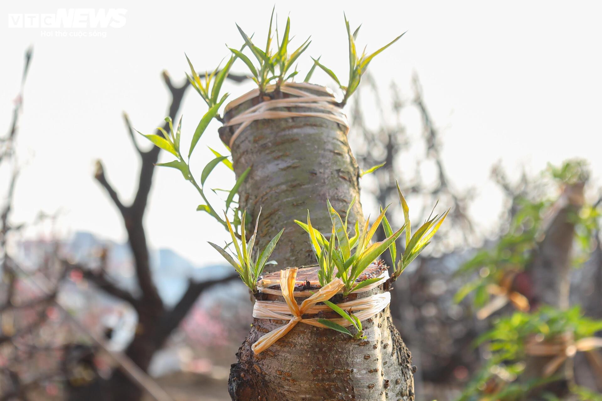 Đào Nhật Tân từ phố về vườn, chờ 'hồi sinh' cho Tết năm sau - Ảnh 10