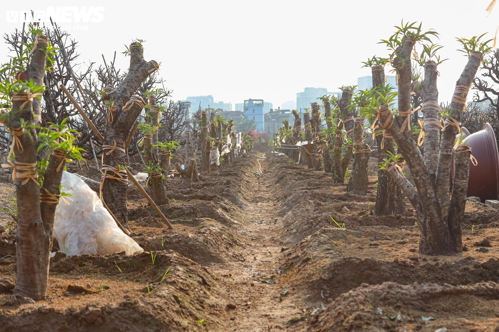 Đào Nhật Tân từ phố về vườn, chờ 'hồi sinh' cho Tết năm sau - Ảnh 2