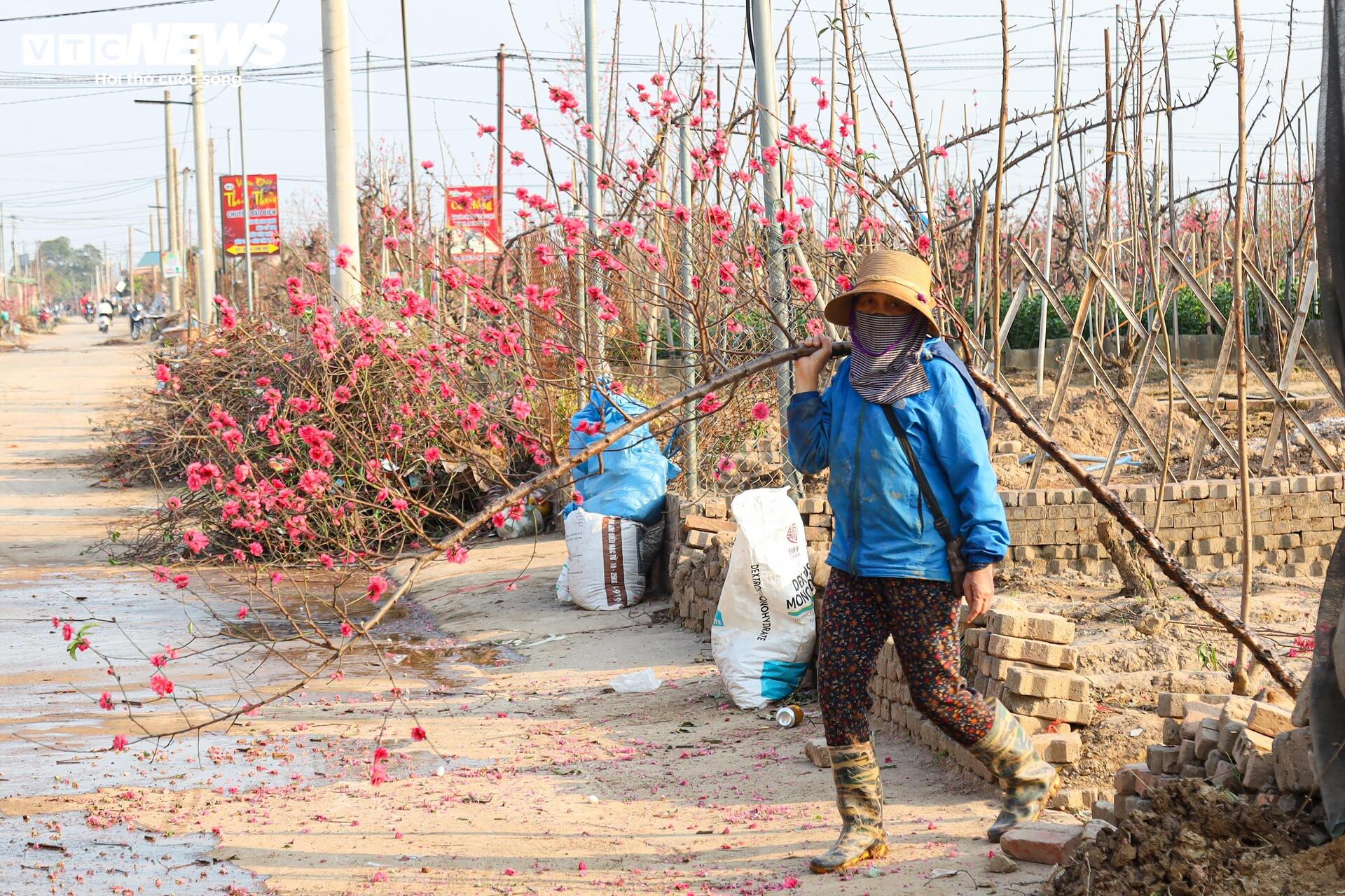 Đào Nhật Tân từ phố về vườn, chờ 'hồi sinh' cho Tết năm sau - Ảnh 21