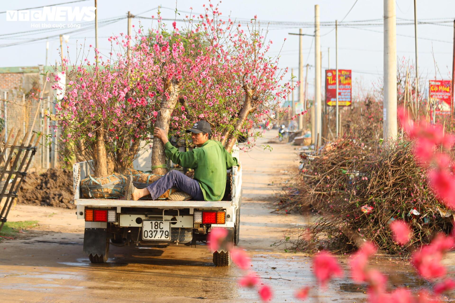 Đào Nhật Tân từ phố về vườn, chờ 'hồi sinh' cho Tết năm sau - Ảnh 4