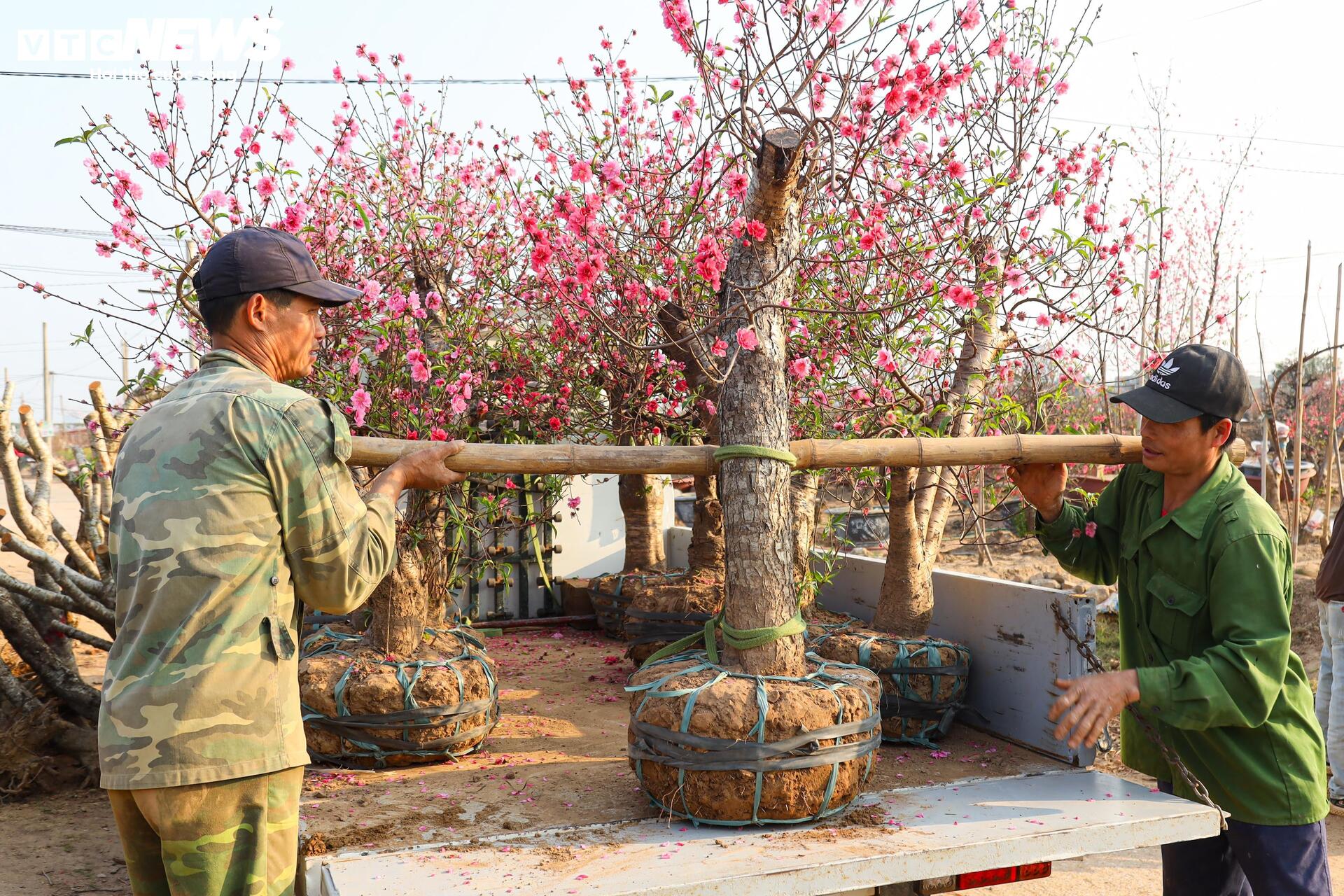 Đào Nhật Tân từ phố về vườn, chờ 'hồi sinh' cho Tết năm sau - Ảnh 5