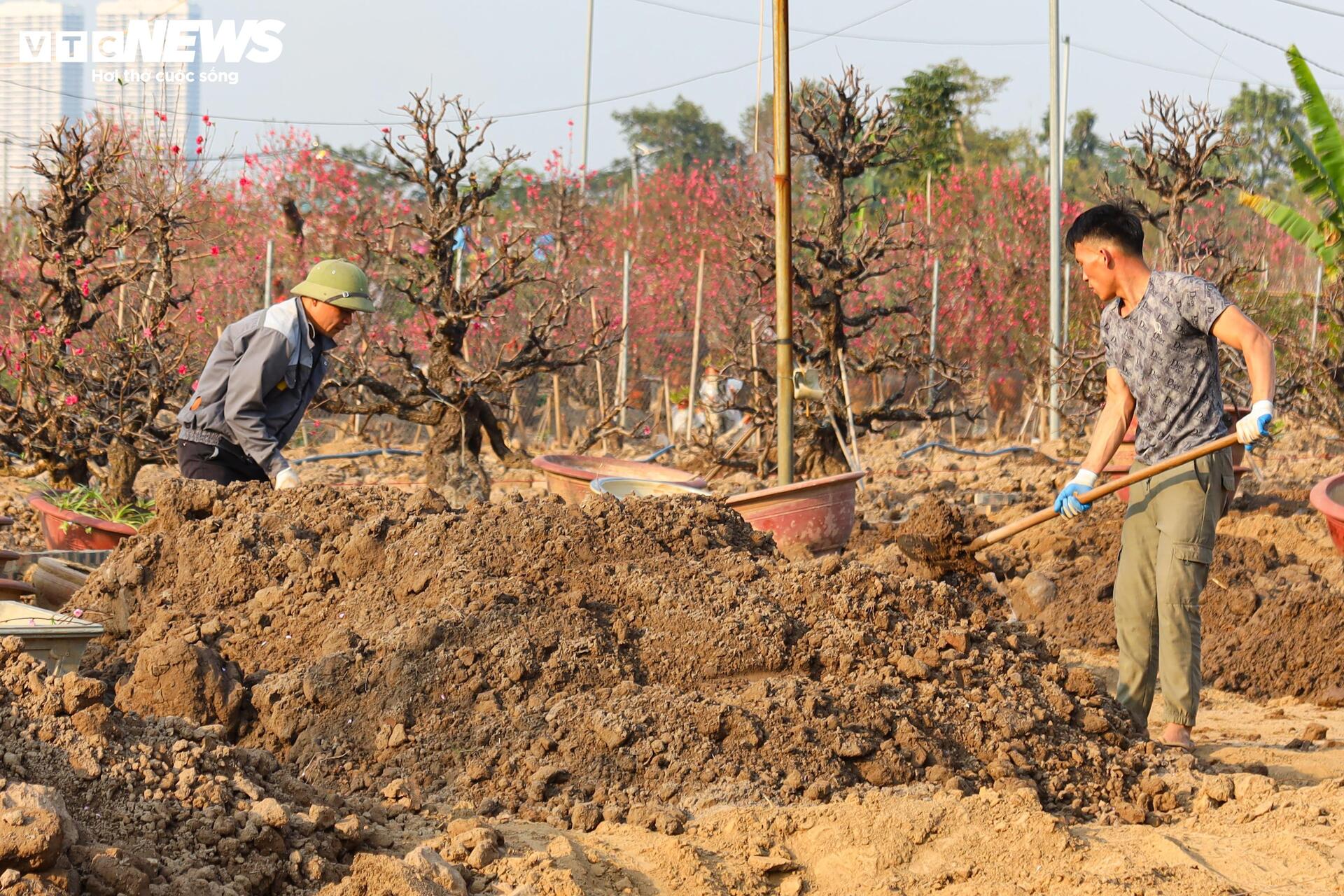 Đào Nhật Tân từ phố về vườn, chờ 'hồi sinh' cho Tết năm sau - Ảnh 12