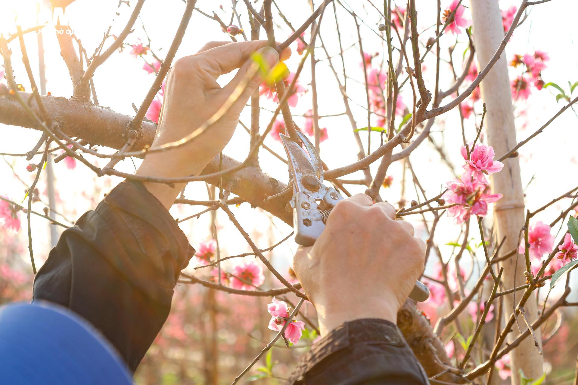 Đào Nhật Tân từ phố về vườn, chờ 'hồi sinh' cho Tết năm sau - Ảnh 8