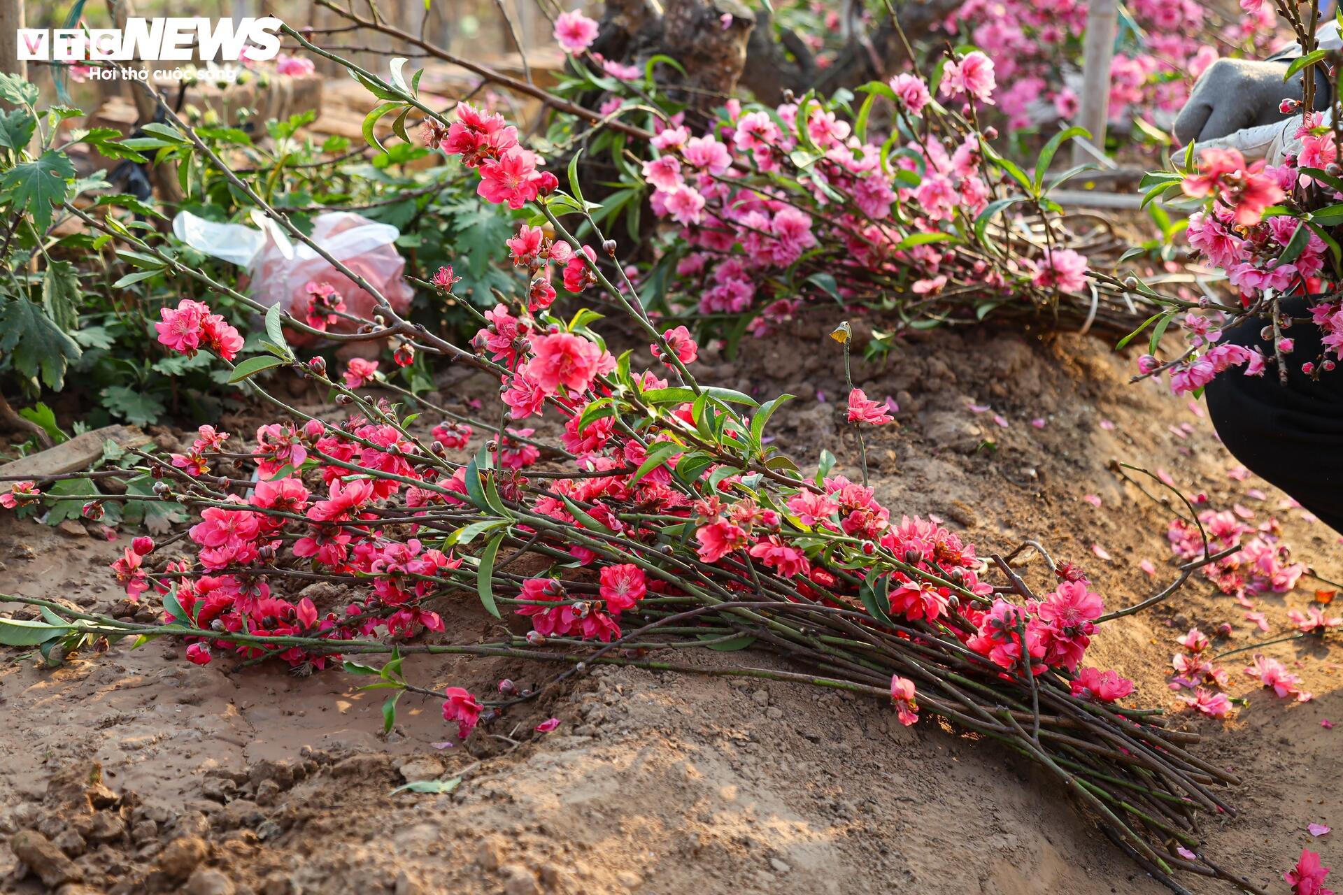 Đào Nhật Tân từ phố về vườn, chờ 'hồi sinh' cho Tết năm sau - Ảnh 14