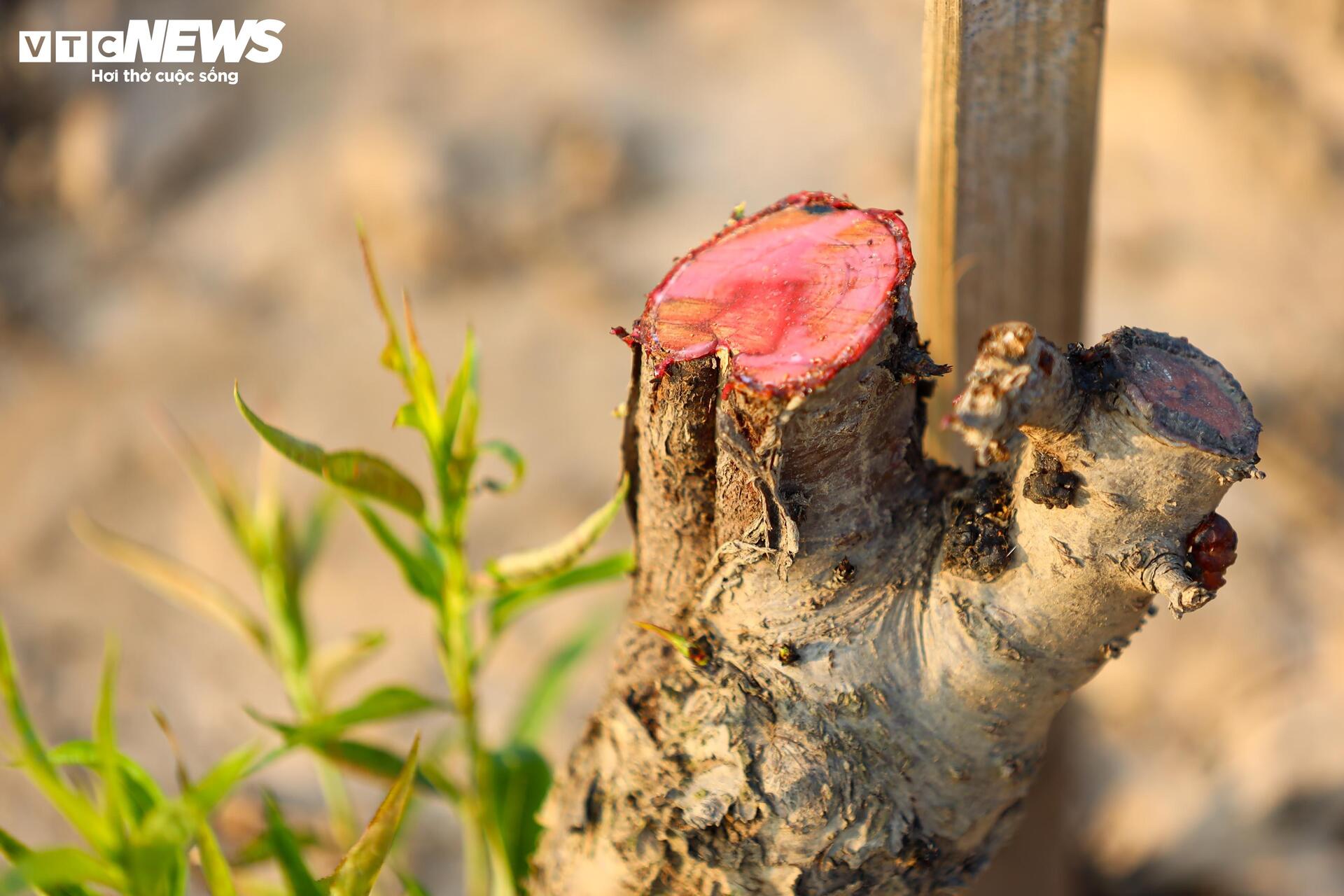 Đào Nhật Tân từ phố về vườn, chờ 'hồi sinh' cho Tết năm sau - Ảnh 11