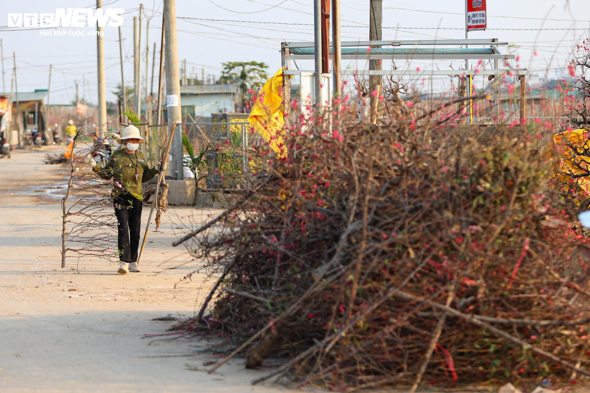 Đào Nhật Tân từ phố về vườn, chờ 'hồi sinh' cho Tết năm sau - Ảnh 17