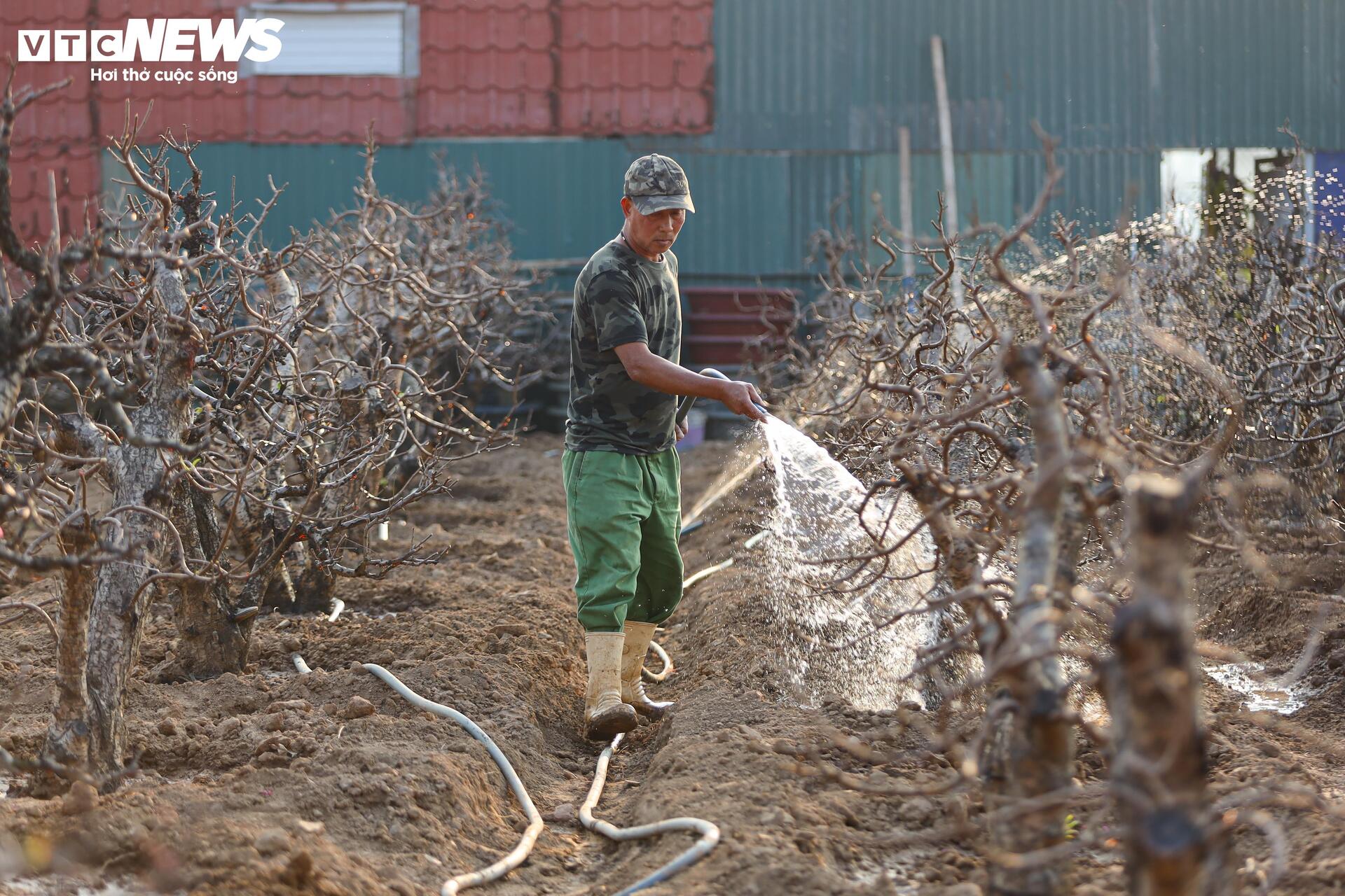 Đào Nhật Tân từ phố về vườn, chờ 'hồi sinh' cho Tết năm sau - Ảnh 13