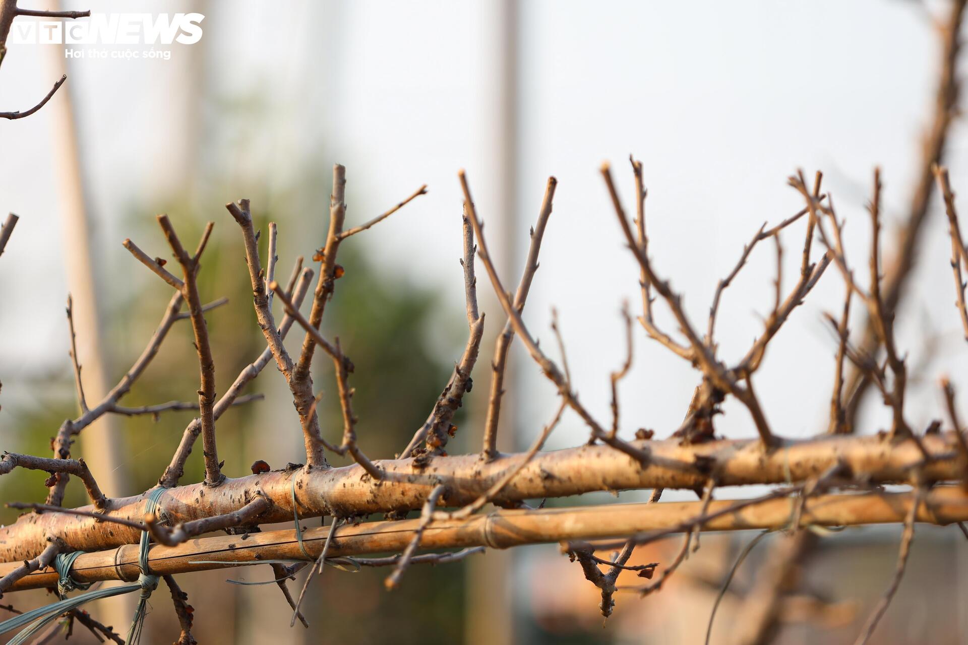 Đào Nhật Tân từ phố về vườn, chờ 'hồi sinh' cho Tết năm sau - Ảnh 9