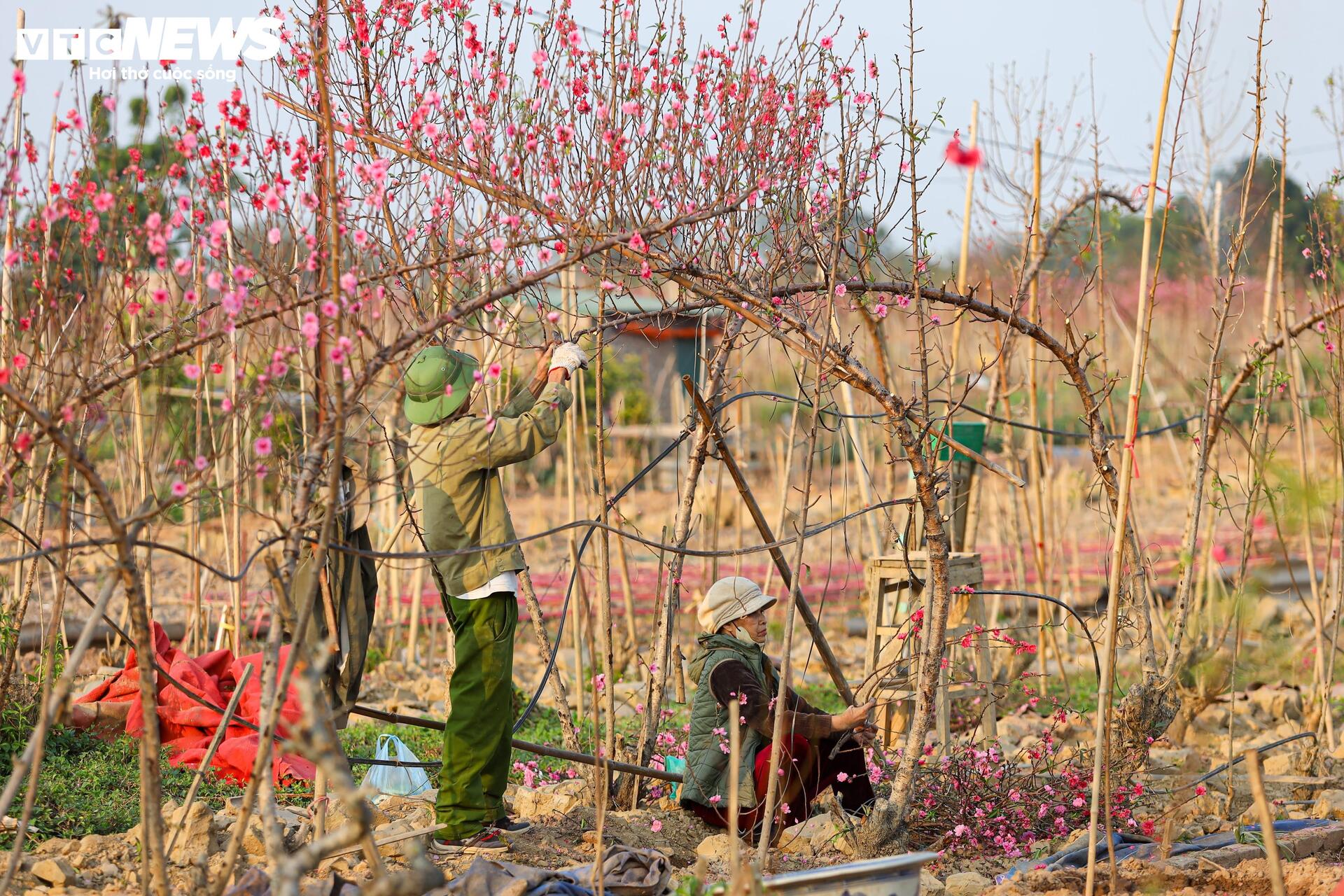 Đào Nhật Tân từ phố về vườn, chờ 'hồi sinh' cho Tết năm sau - Ảnh 19