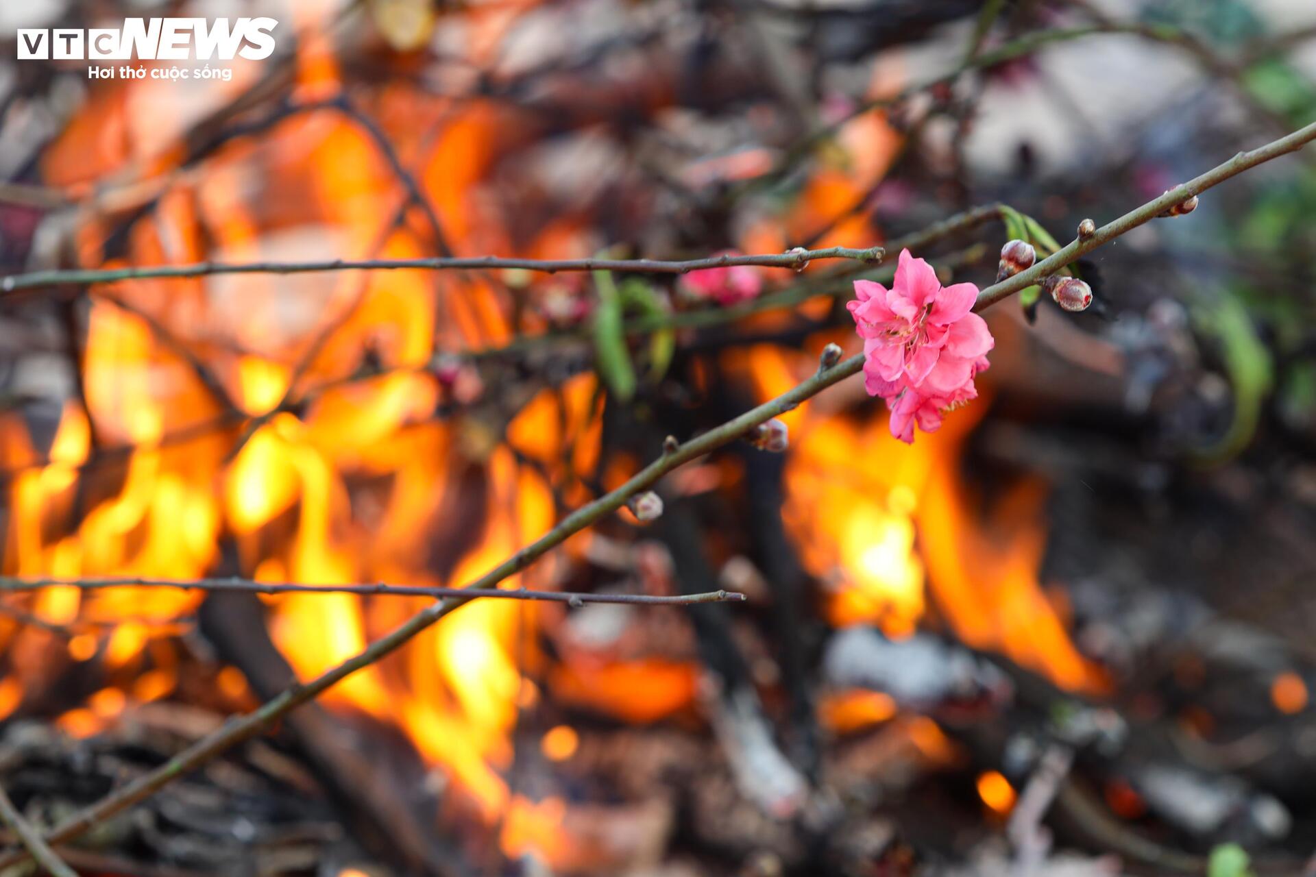 Đào Nhật Tân từ phố về vườn, chờ 'hồi sinh' cho Tết năm sau - Ảnh 18