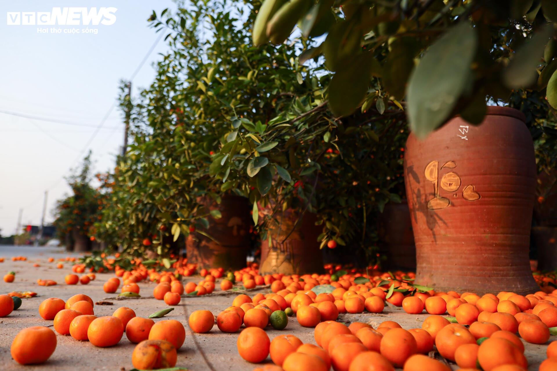 Đào Nhật Tân từ phố về vườn, chờ 'hồi sinh' cho Tết năm sau - Ảnh 24