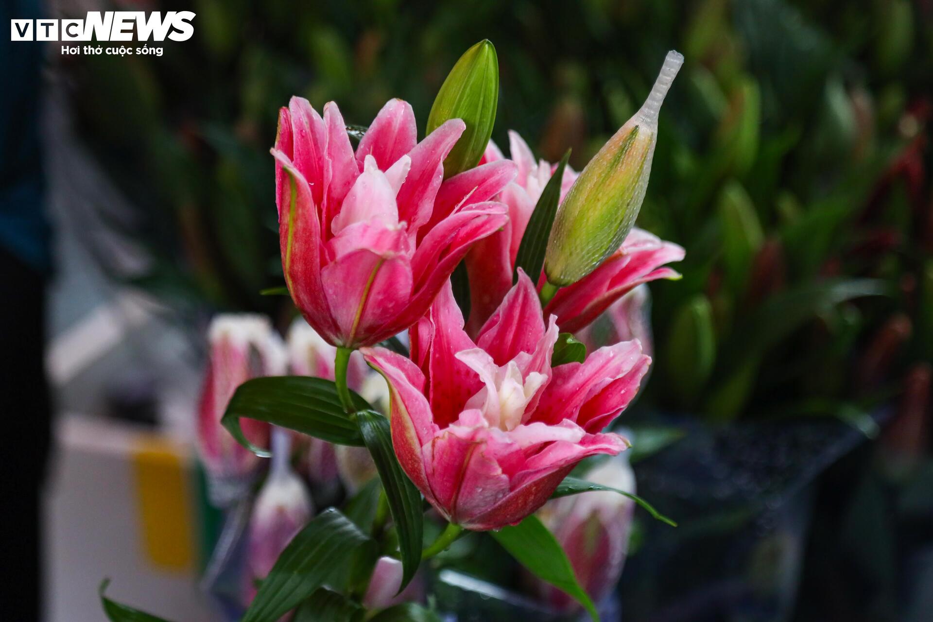 Người Hà Nội đội mưa sắm đồ cúng rằm tháng Giêng, giá hoa tươi vẫn đắt ngang Tết - Ảnh 7