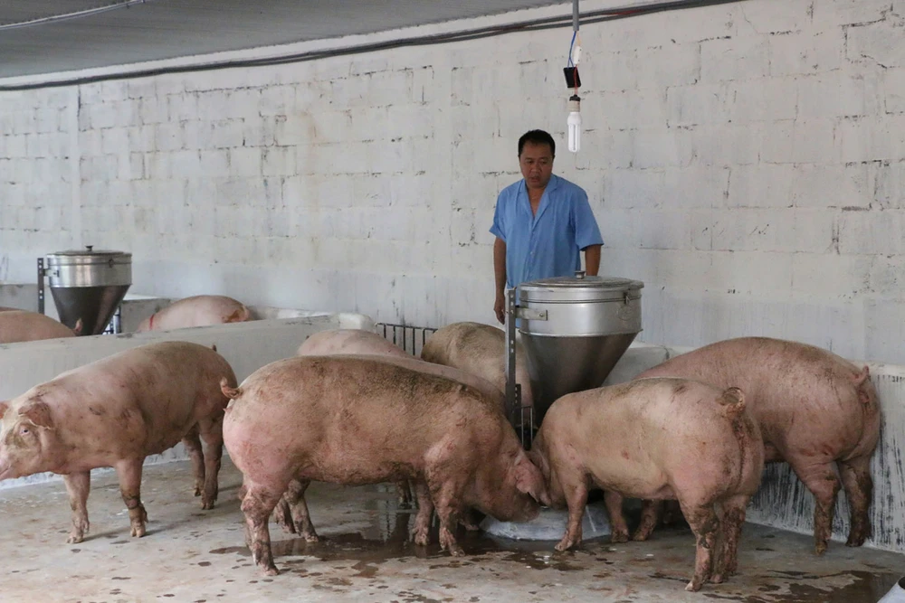 Nguồn cung giảm, giá heo tăng vọt - Ảnh 1