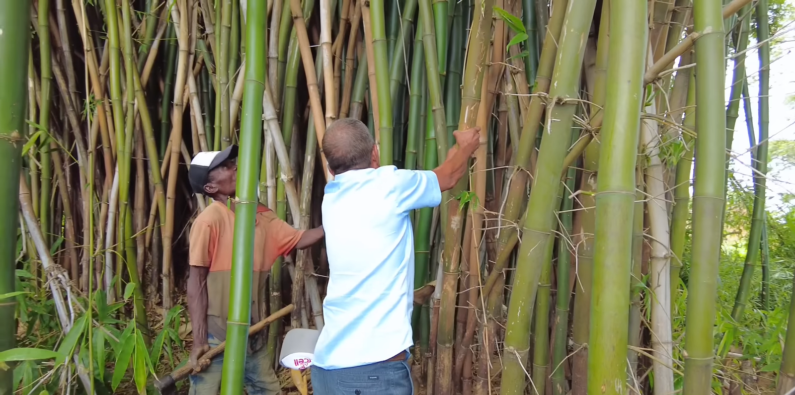 'Sản vật' trồng khắp Việt Nam từ gốc đến ngọn đều hái ra tiền, sang châu Phi thành của lạ khiến trưởng công an huyện phải thốt lên: "Người Việt thật thông minh" - Ảnh 3