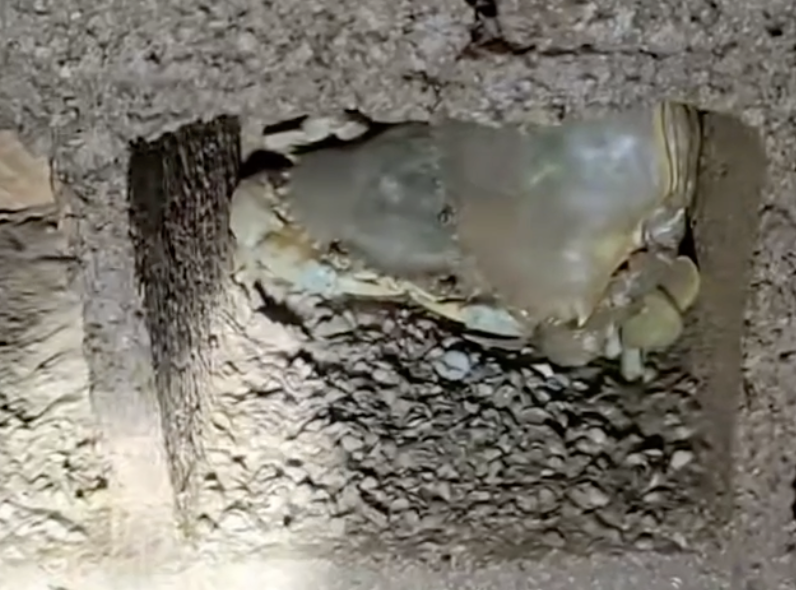 Chàng trai xây "chung cư" cho cua thu hút triệu view trên TikTok - Ảnh 4