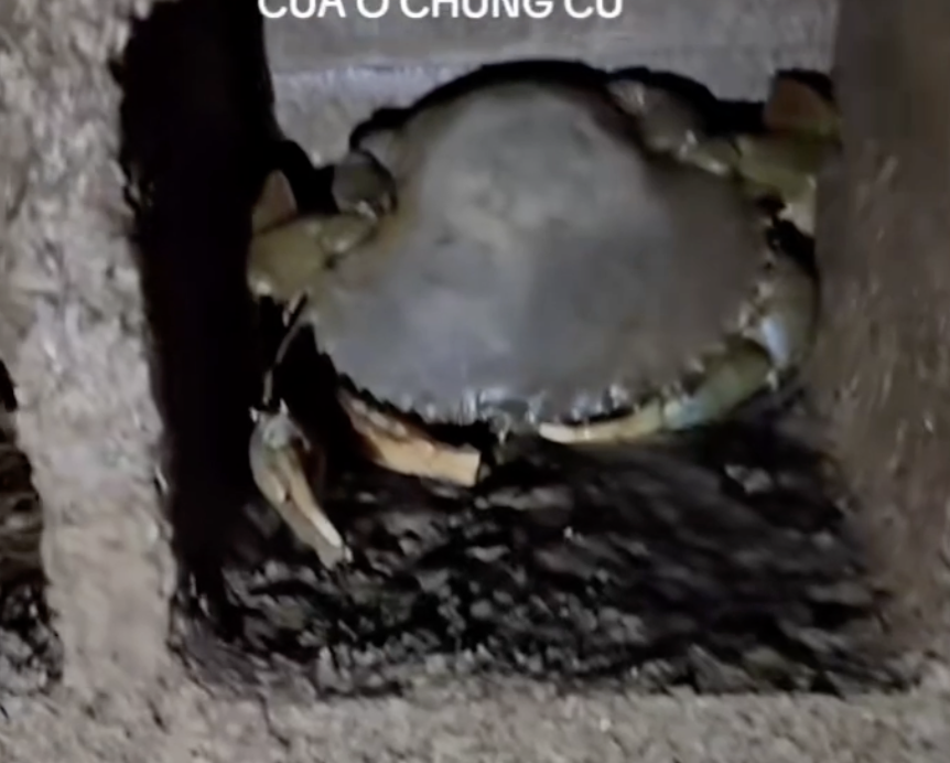 Chàng trai xây "chung cư" cho cua thu hút triệu view trên TikTok - Ảnh 3