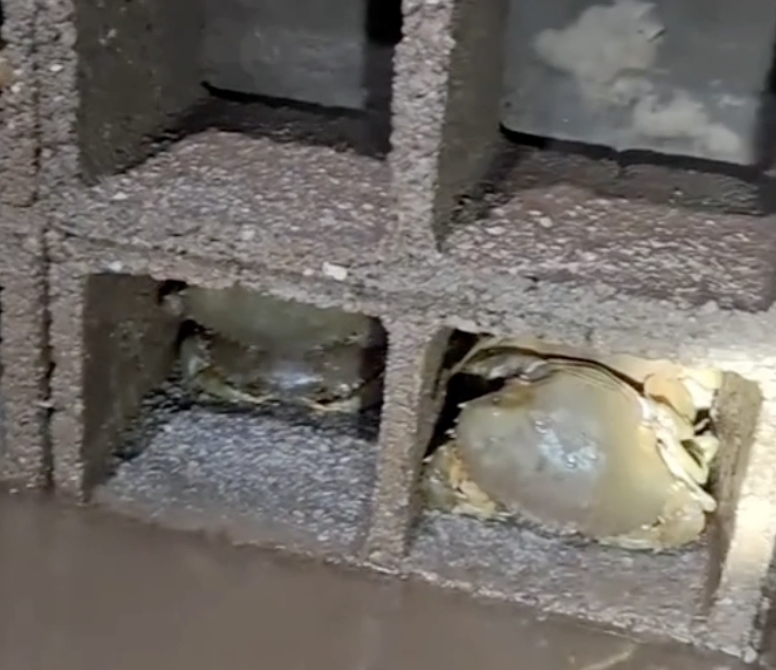 Chàng trai xây "chung cư" cho cua thu hút triệu view trên TikTok - Ảnh 2