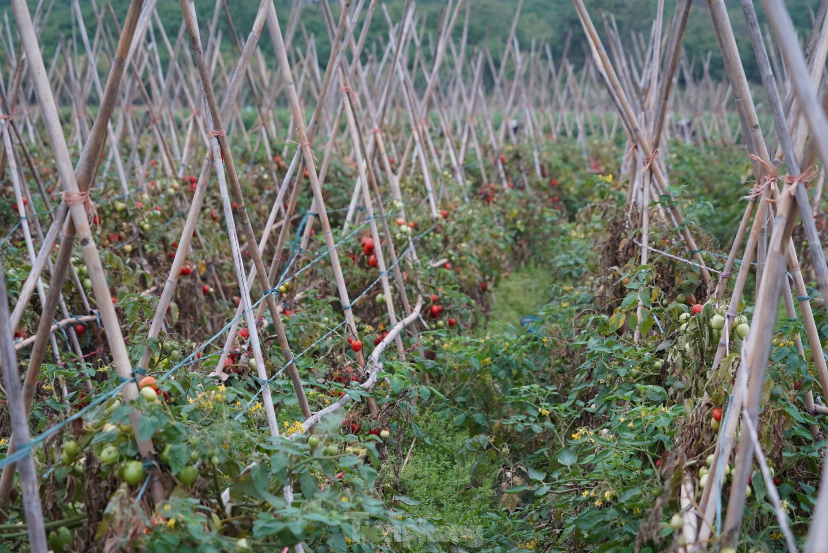 Hàng chục tấn cà chua chín đầy vườn không người mua - Ảnh 4