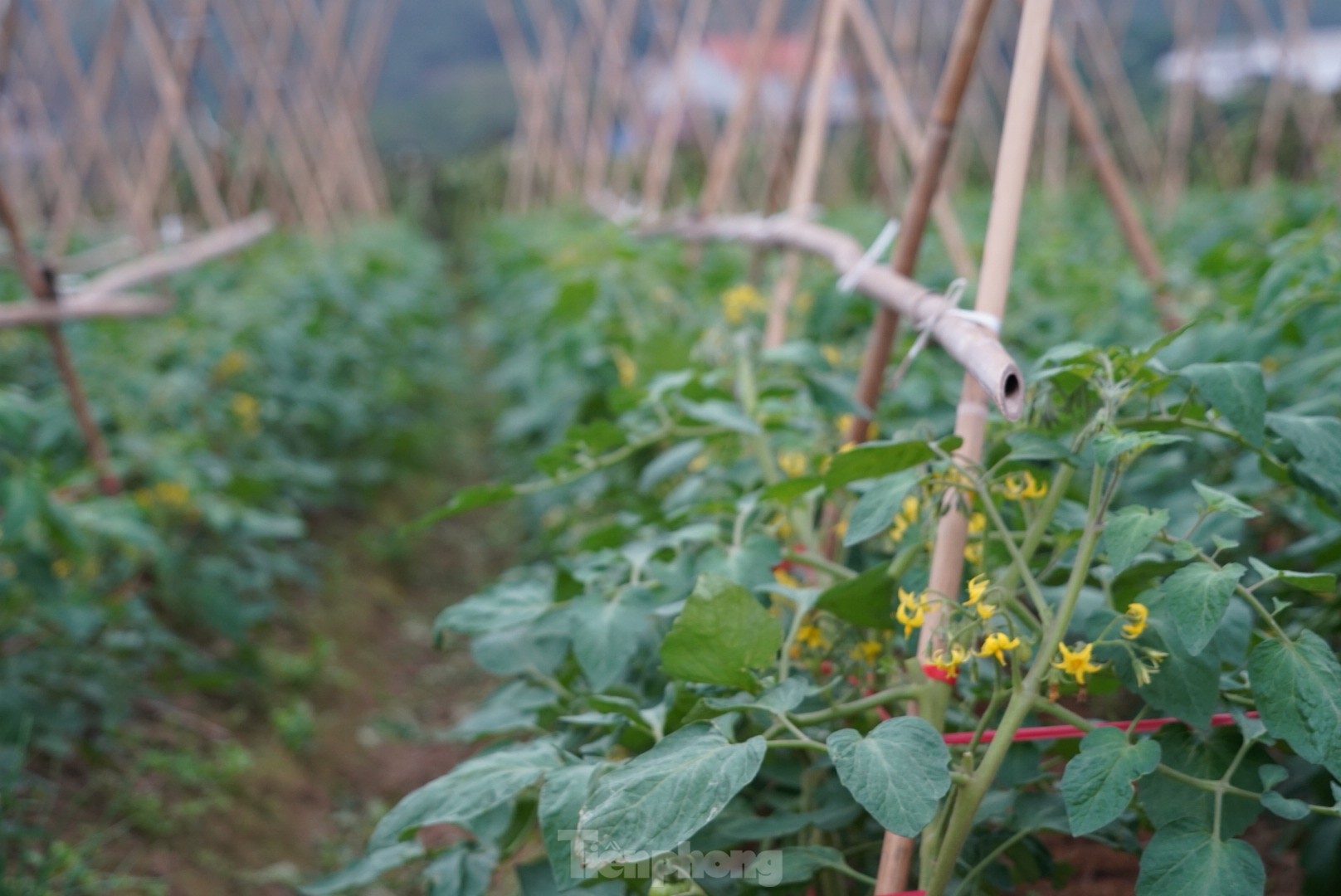 Hàng chục tấn cà chua chín đầy vườn không người mua - Ảnh 6