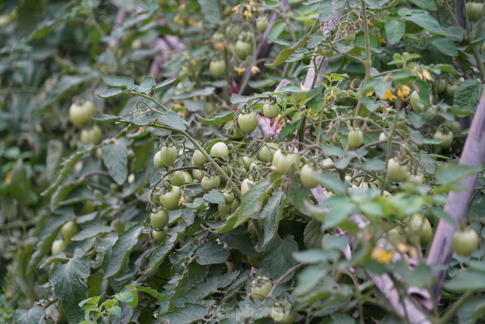 Hàng chục tấn cà chua chín đầy vườn không người mua - Ảnh 7