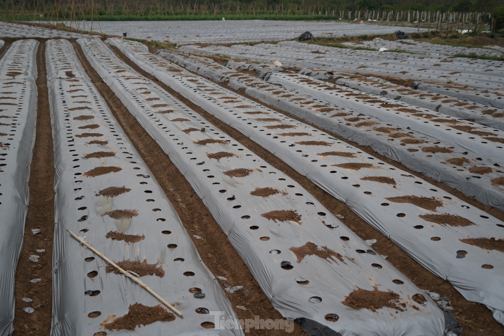 Hàng chục tấn cà chua chín đầy vườn không người mua - Ảnh 8