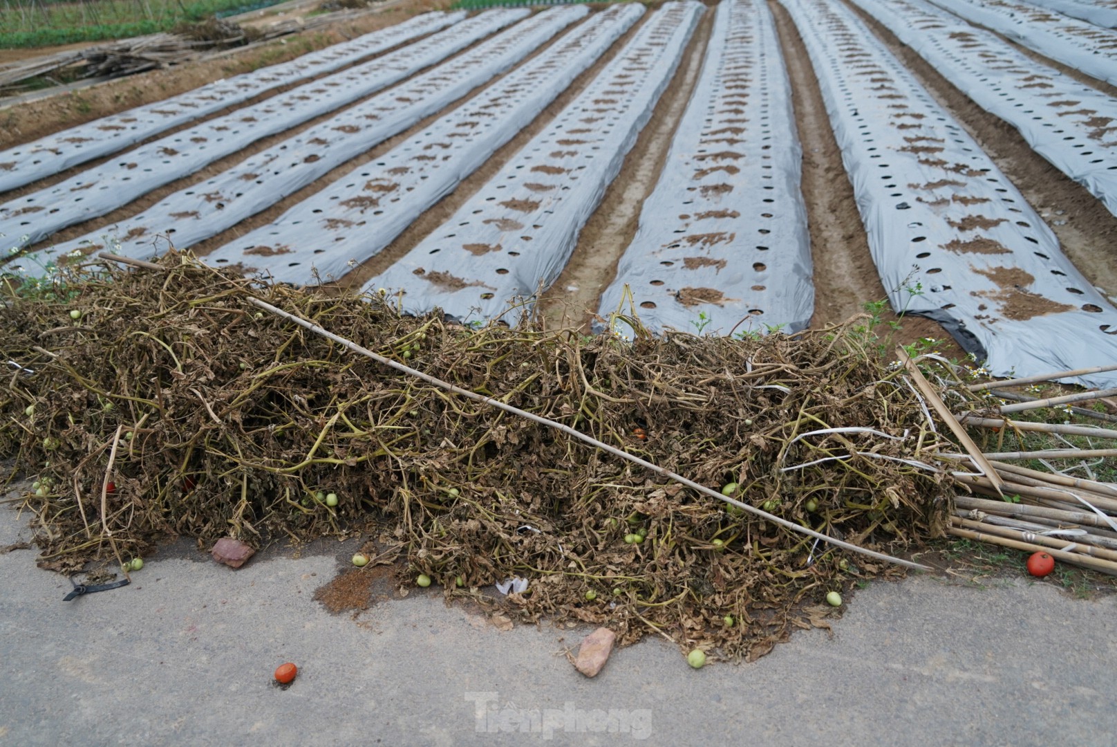 Hàng chục tấn cà chua chín đầy vườn không người mua - Ảnh 13