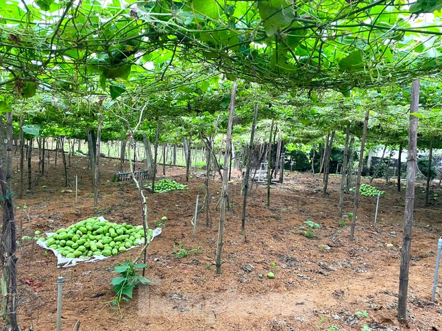 Su su 'rớt giá' thê thảm - Ảnh 1