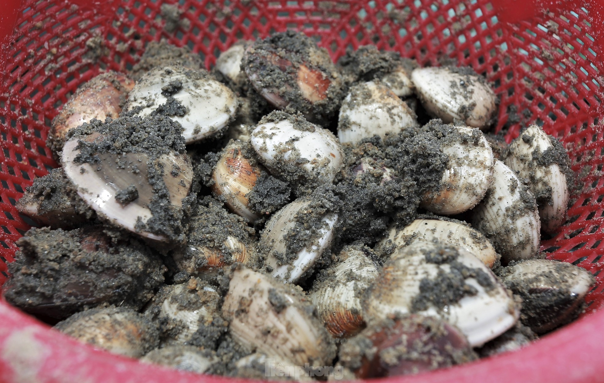 Mưu sinh nơi cửa biển giữa giá rét ngày đầu năm - Ảnh 6