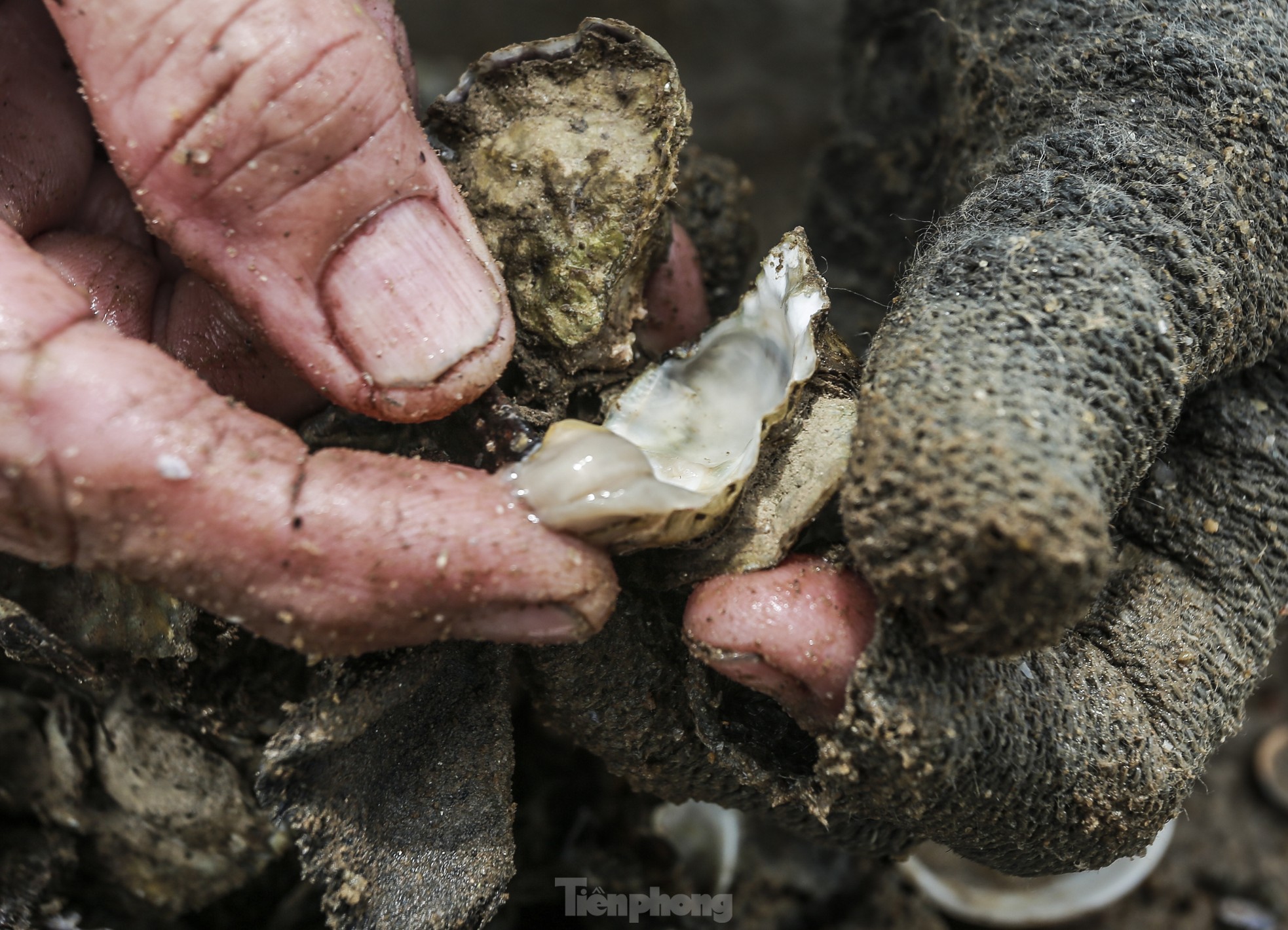 Mưu sinh nơi cửa biển giữa giá rét ngày đầu năm - Ảnh 12