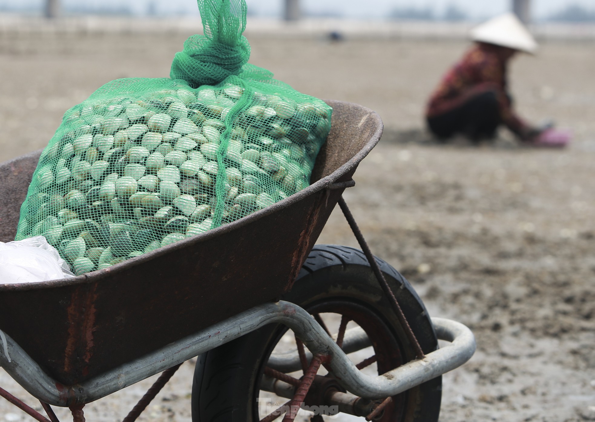 Mưu sinh nơi cửa biển giữa giá rét ngày đầu năm - Ảnh 8