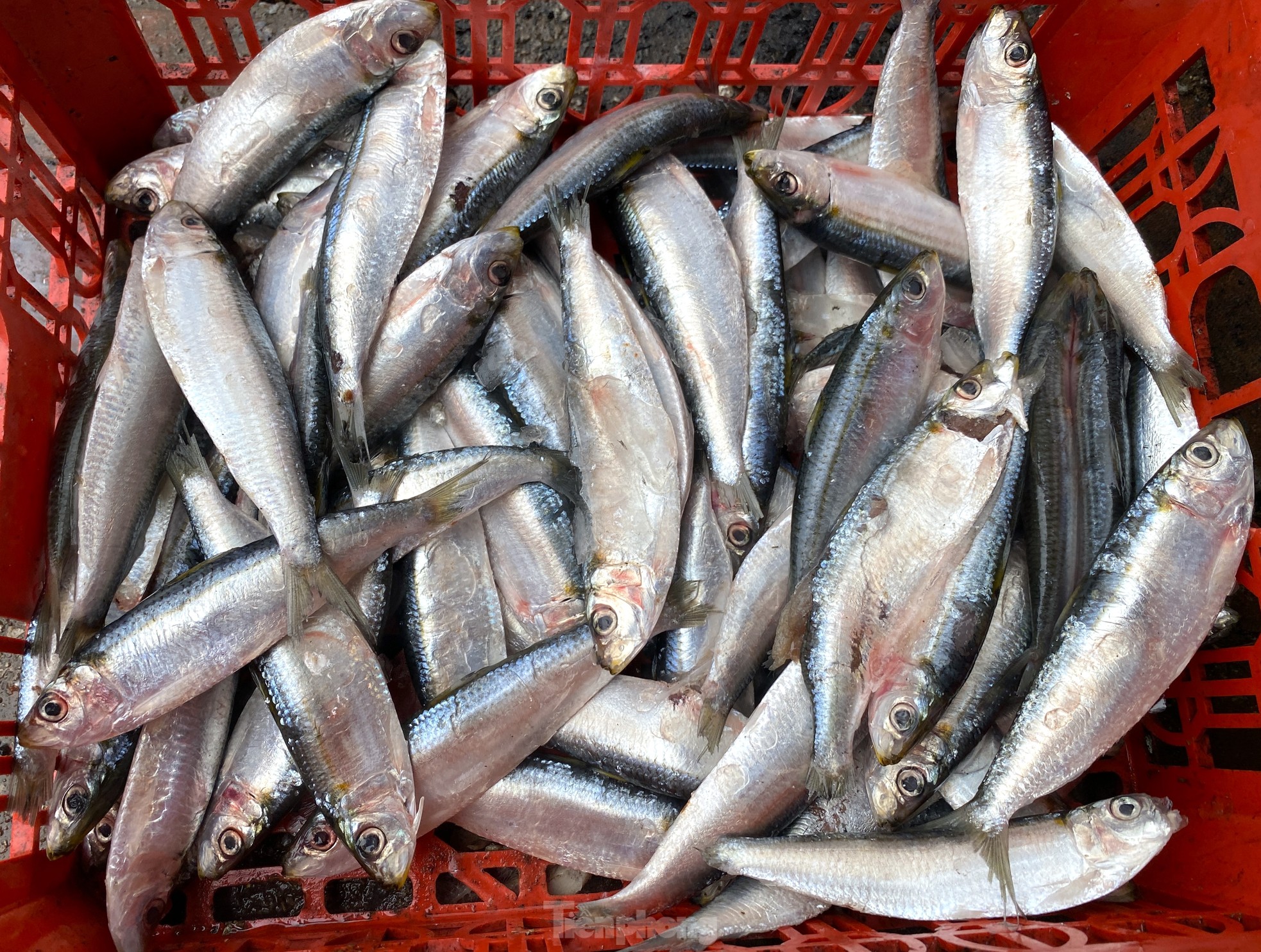 Nướng cá đặc sản không ngơi tay, nhiều người 'hốt bạc' mỗi ngày - Ảnh 4