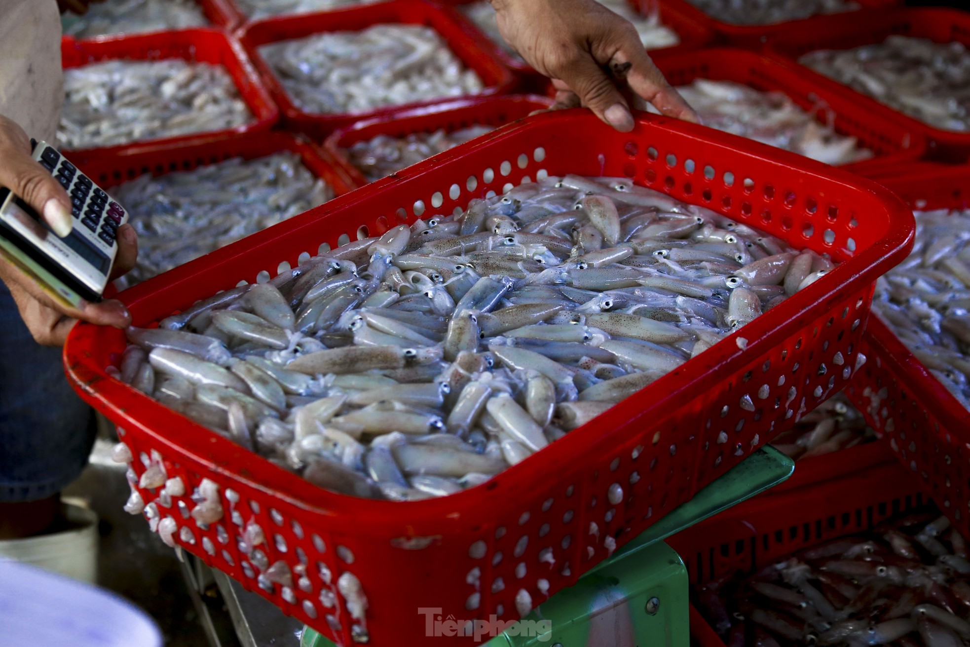 Mực tươi đầy ắp, mua bán nhộn nhịp ở cảng cá lớn nhất miền Trung - Ảnh 10