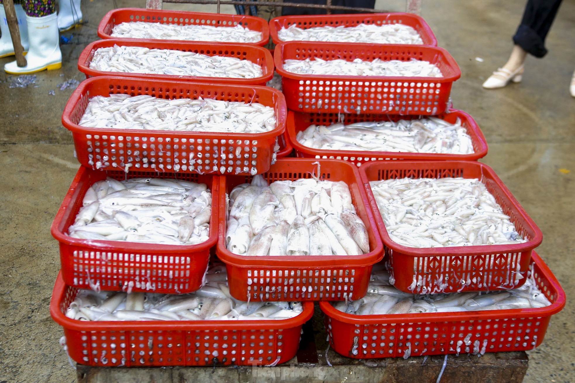 Mực tươi đầy ắp, mua bán nhộn nhịp ở cảng cá lớn nhất miền Trung - Ảnh 18