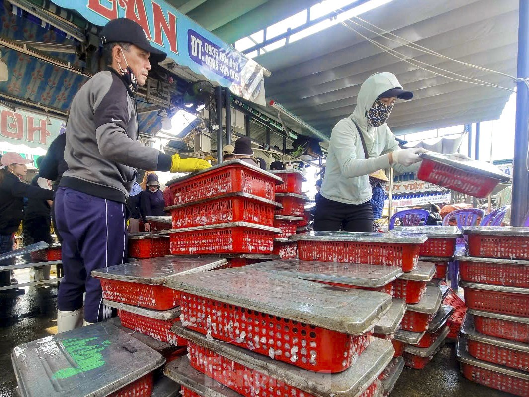 Mực tươi đầy ắp, mua bán nhộn nhịp ở cảng cá lớn nhất miền Trung - Ảnh 15