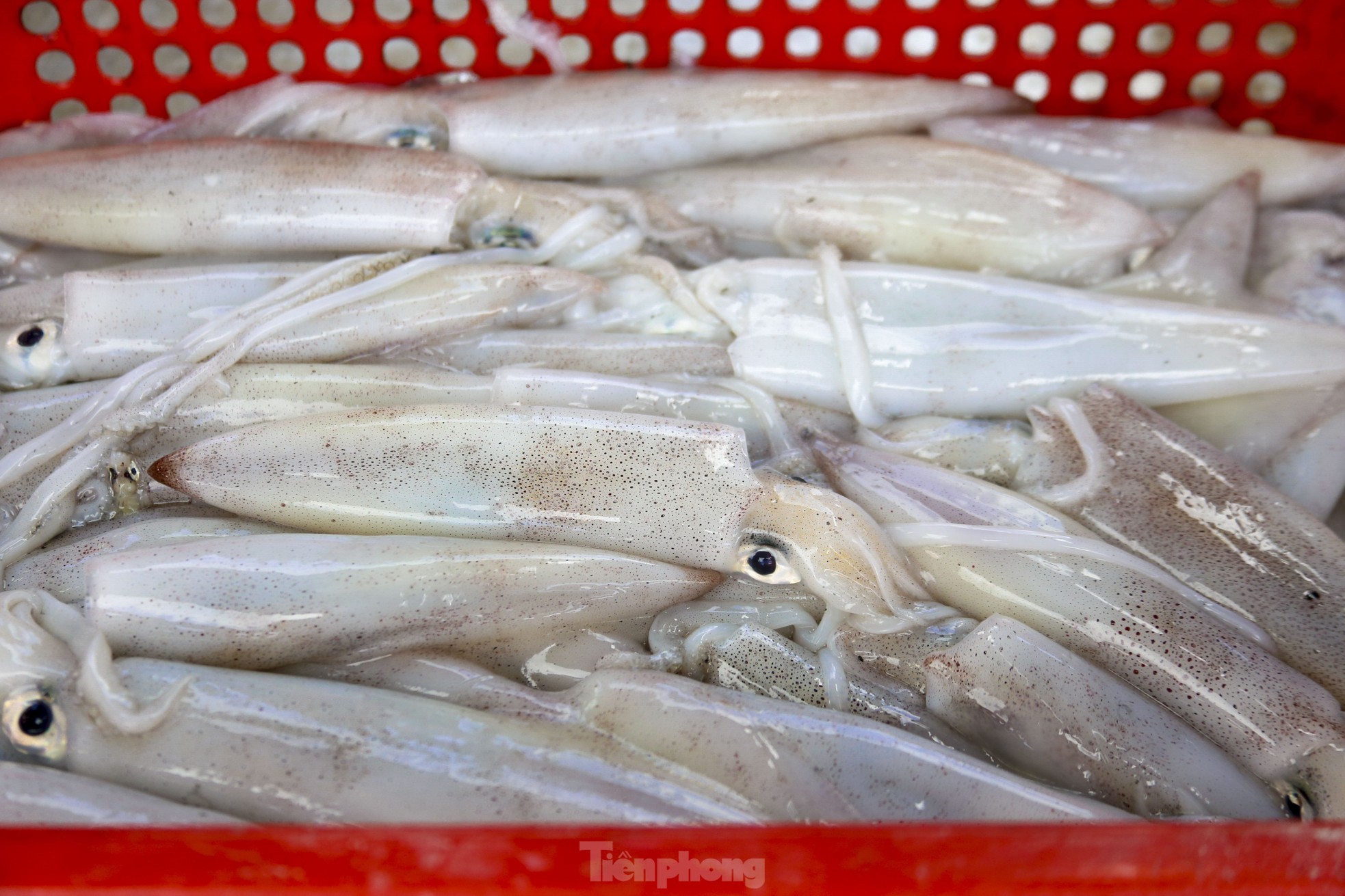 Mực tươi đầy ắp, mua bán nhộn nhịp ở cảng cá lớn nhất miền Trung - Ảnh 14