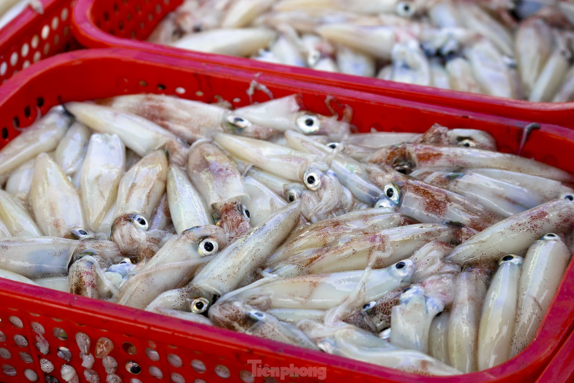 Mực tươi đầy ắp, mua bán nhộn nhịp ở cảng cá lớn nhất miền Trung - Ảnh 13