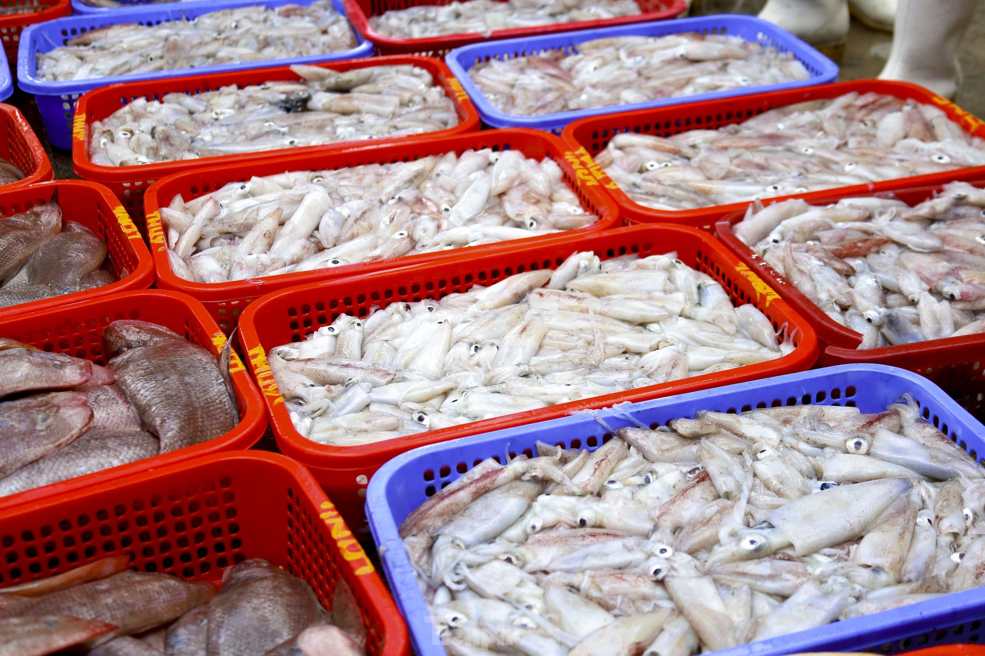 Mực tươi đầy ắp, mua bán nhộn nhịp ở cảng cá lớn nhất miền Trung - Ảnh 9