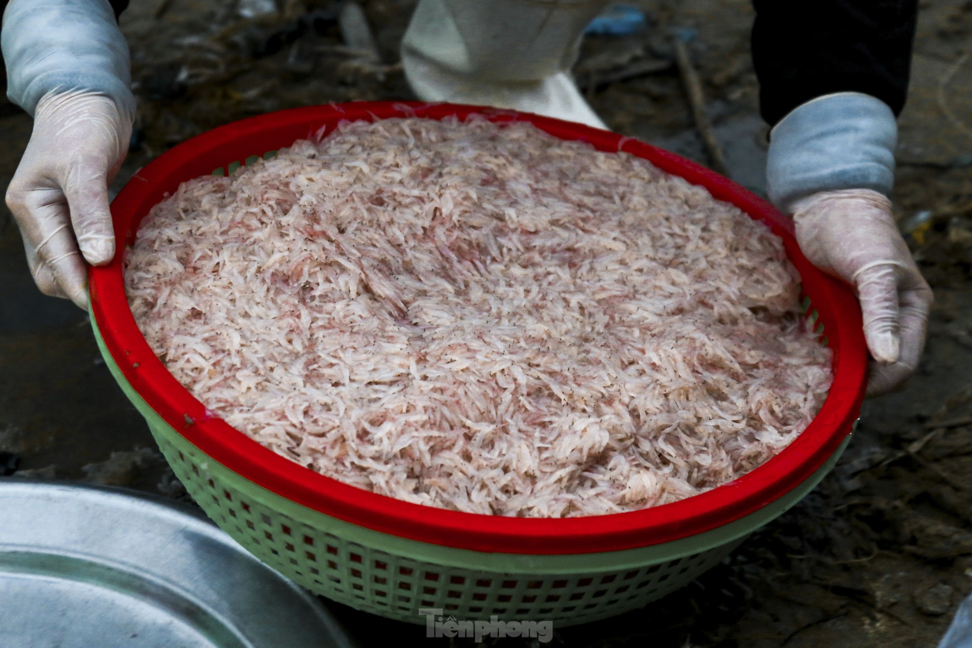 Mất mùa ruốc biển, ngư dân đứng ngồi không yên - Ảnh 10