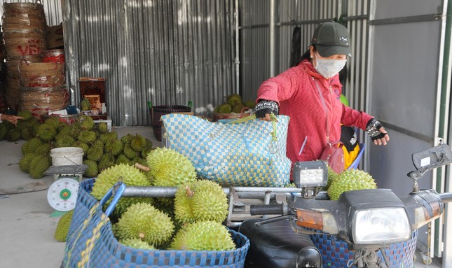 Thấy gì từ việc giá sầu riêng giảm quá sốc? - Ảnh 2