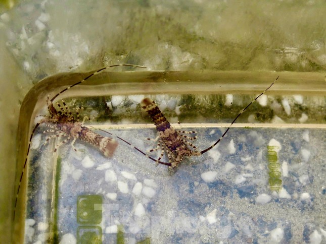 'Bỏ túi' bộn tiền với nghề 5h xuống biển, 10h lên bờ - Ảnh 5