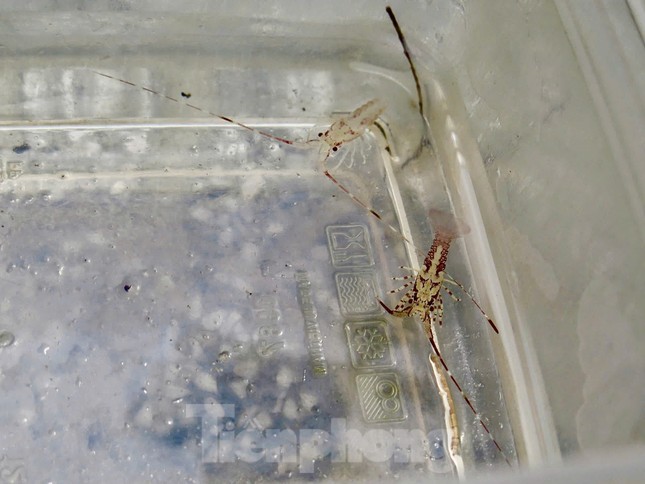 'Bỏ túi' bộn tiền với nghề 5h xuống biển, 10h lên bờ - Ảnh 6