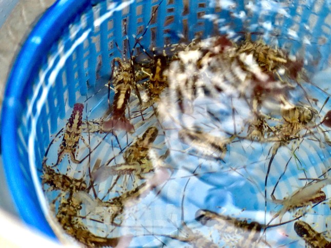 Kiếm bộn tiền với nghề 'săn' tôm hùm giống trên biển - Ảnh 7