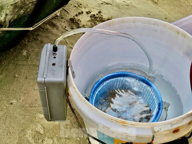 Kiếm bộn tiền với nghề 'săn' tôm hùm giống trên biển - Ảnh 8