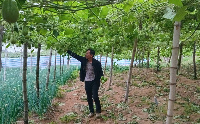 Su su 'rớt giá' thê thảm - Ảnh 3