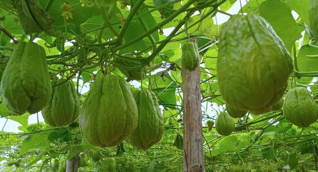 Su su 'rớt giá' thê thảm - Ảnh 2