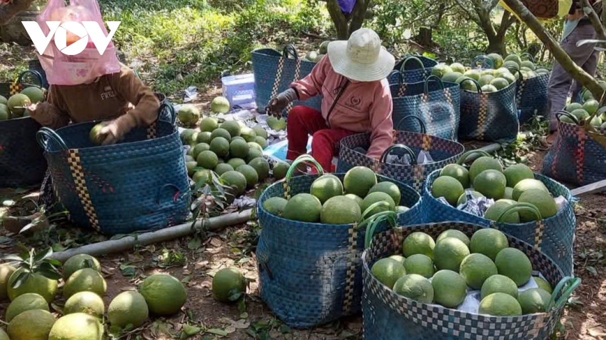 Sau Tết, trái bưởi da xanh ở Tiền Giang, Bến Tre rớt giá thê thảm - Ảnh 1